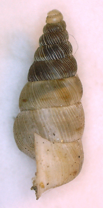 Cochlostoma da Kato Vasiliki (SW Epiro)